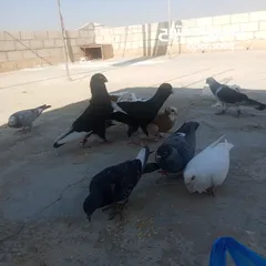  6 حمام كوم للبيع