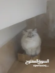  3 قطط للبيع وبيه مجال