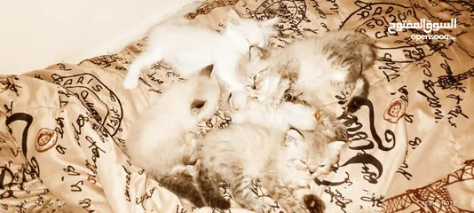  6 قطط مون فيس