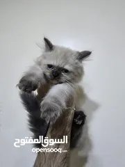  4 قطط هملايا