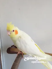  5 جوز ببغاء كوكتيل