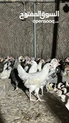  9 للبيع دجاج محلي
