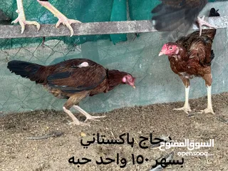  10 ديك دجاج باكستاني