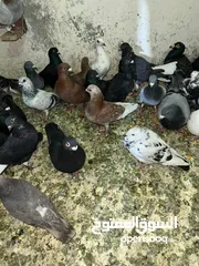  4 حمام للبيع