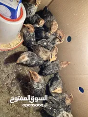  5 افراخ فيومي للبيع