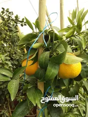  24 جميع أنواع أشجار الفواكة والحمضيات ( بلدي - مستورد )