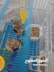  1 متاح فرخين حساسين انتاج بلدي محجلات