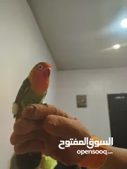  4 جوز ببغاء فيشر للبيع مستعجل وبسعر خرافي بمناسبه عيد الأضحى الذكر بحكي كلمه توتو وبطلع على الايد