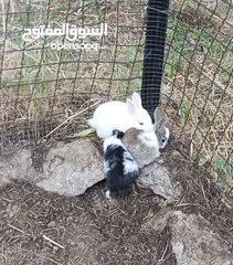 2 Baby rabbits for sale