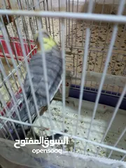  3 عصفير كوكتيل