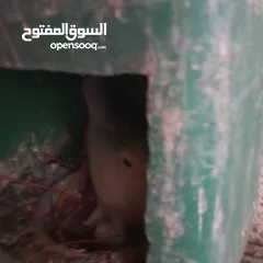  18 حمام اللبيع عمان مخيم  الحسين