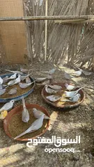  12 Dove bird pigeon دوف مكس للمهتمين للتربية منتج