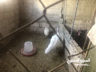  1 جوز حبش هولندي حجم جامبو ضخم