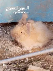  7 ارانب انجورا أصليات افراخ وكبار