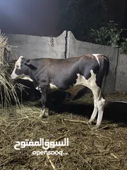  1 عجل ظفاري مطعوم طعام الدار
