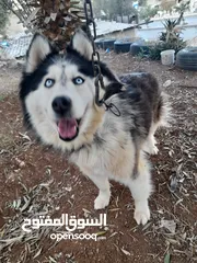  2 انثى هاسكى للبيع