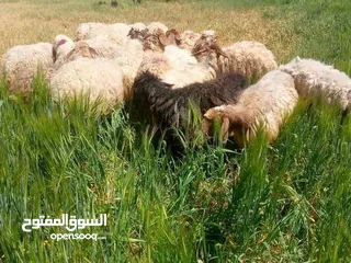  3 اس راس 140 اوزان 25 كيلو لحم صافي عقائق ونذز ومناسبات واضحيه وخدمة ذبح مجانا