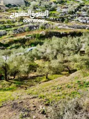  16 القبة الذهبية  اراضي بلعا دير الغصون