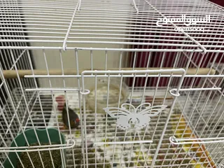  1 Australian Zebra finch and 2 Parrots  both come with separate cage
