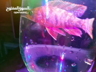  10 حوض وسمك للبيع