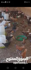  6 دجاج عماني