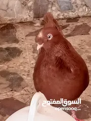  2 حمام كش خمس حبات