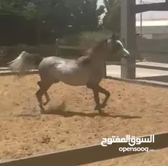 2 مهره عربيه مسجله عمرها سنه واربع شهور للبيع