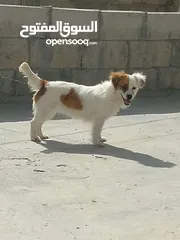  10 كلبة جاك رسل