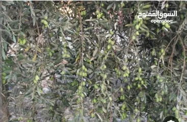  2 قطعة ارض معمرة وجاهزة .سعر لقطة