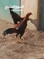  7 دجاج باكستاني