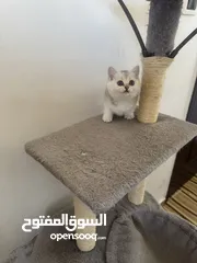  19 سكوتش تريبل فولد وستريت