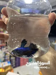  2 فايتر طفرات بتجنن هاف مون بيور وطفرات نادرة وأسعار تناسب الجميع ما عليك الا تتصل وتحجز