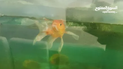  4 Gold fish 3 years old