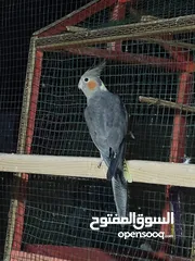  1 نثيه كوكتيل جاهزه التزاوج العمر سنه ونص تقريبٱ