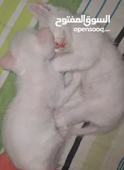  2 deux chatons, 1 mois