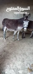  6 حمارات للبيع