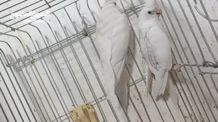  12 مزرعه طيور مميزة