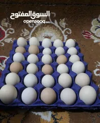  1 بيض دجاج عربي وابو ركيبه ملقح للبيع