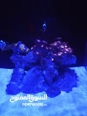  5 سمك بحري ومرجان طبيعي