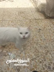  3 قطط 3 للبيع