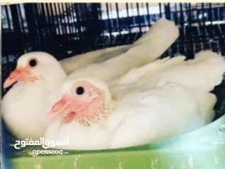  3 زغاليل لاحم فرنسي وزاجل