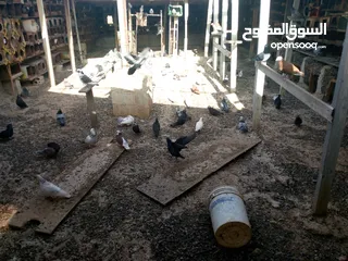  1 حمام بلدي سلاله أكثر من 13 سنه