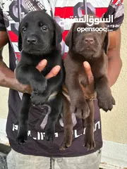  2 labrador puppy