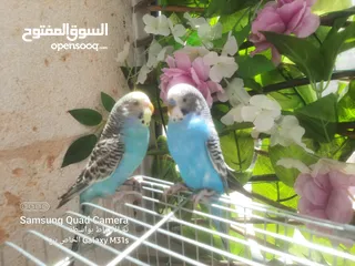  3 جوز ببغاء حب