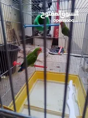  3 جوز روز مرتبات