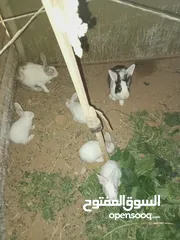  3 أرانب بلدي