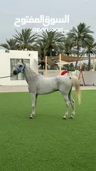  5 حصان عربي اصيل