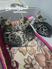  4 Bangal kittens available