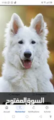  1 Berger suisse blanc