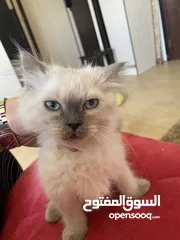  1 بس سكوتش فولد